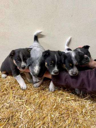 Border heeler