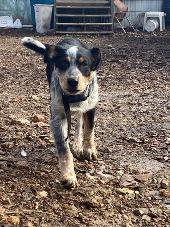 Female Puppy Cattle Dog