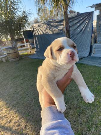 Mixed puppies