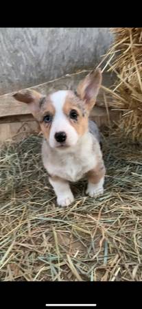 Corgi puppies