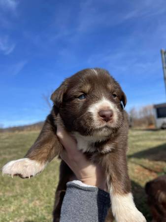 Australian Shepherd Puppies