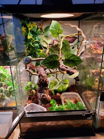 Whites tree frog & set up