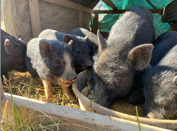 Vietnamese pot bellied pigs