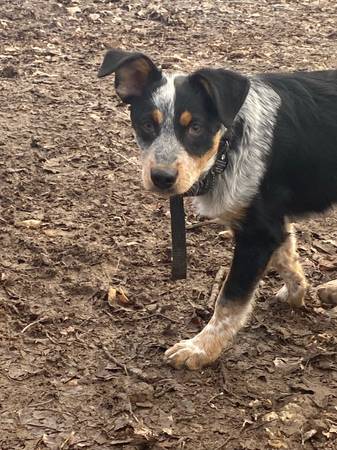 Female Puppy Cattle Dog