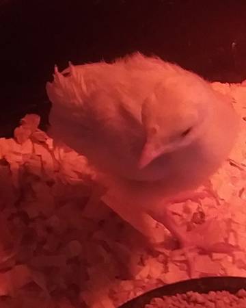 baby midget white turkeys