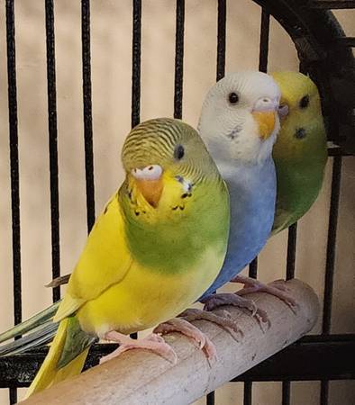 Parakeets