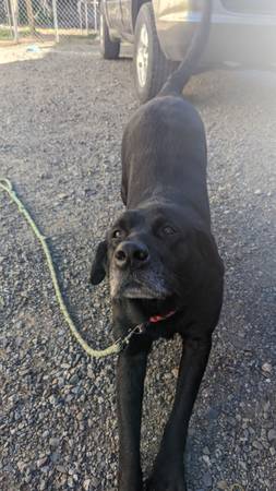 black Lab