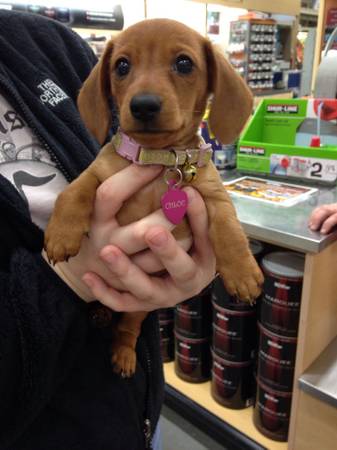 American Daschund puppy