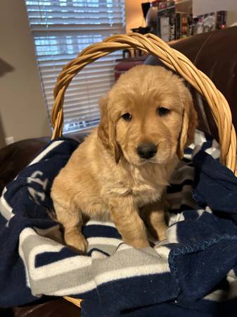 Golden retriever pup