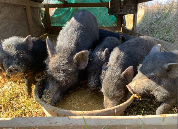 Vietnamese pot bellied pigs