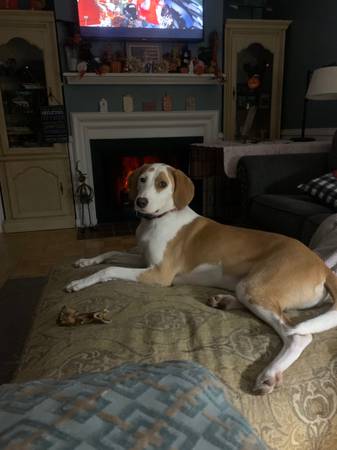 1.5 year old Walker Hound