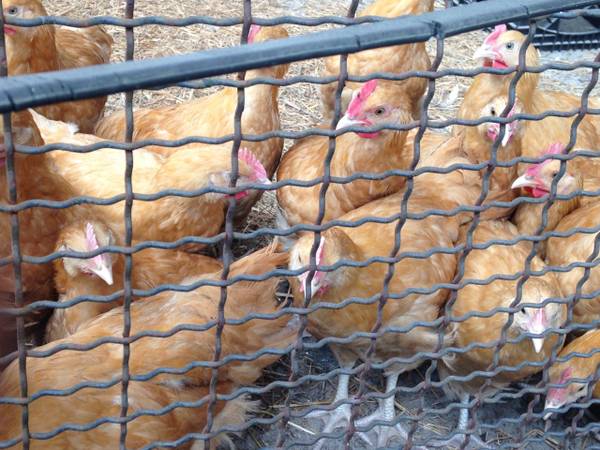 Buff Orpington Roosters