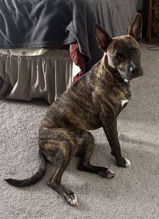 Brindle Dutch Shepherd Mix Needs to be rehomed