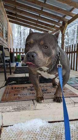 Beautiful very Stout dog for rehoming