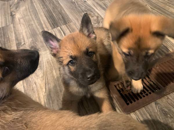 Puppies for adoption