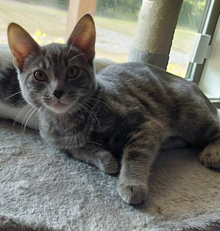 REWARD Lost Gray Kitten 8 months old