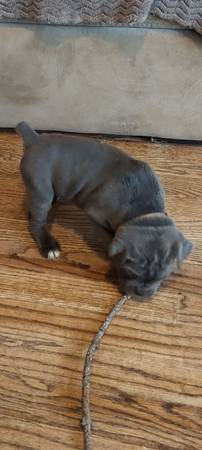 Cane Corso puppies