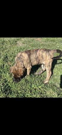 English Mastiff