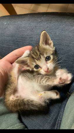 Dobbie 3 month old calico female