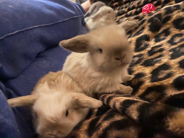 Holland Lop Bunnies