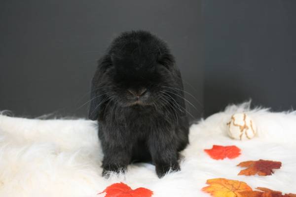 Holland Lop needs a new home