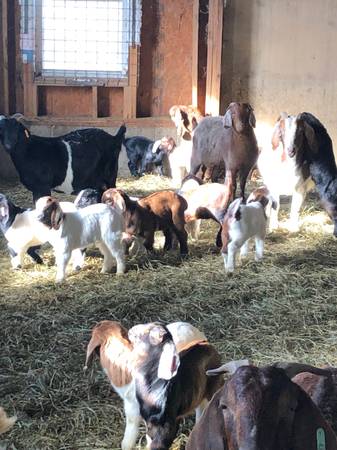 4-H Boer Goat Kids