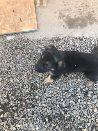 Rehoming German shepherd puppies