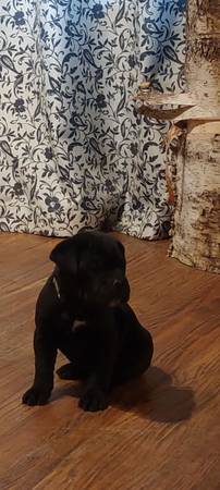 Cane Corso puppies