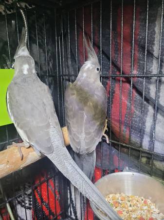 Baby Cockatiels