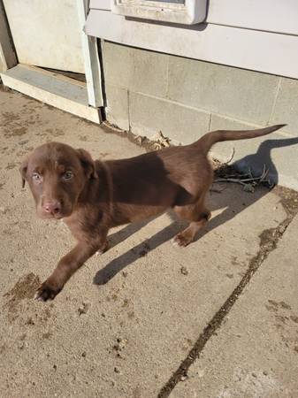 Lab mix puppies