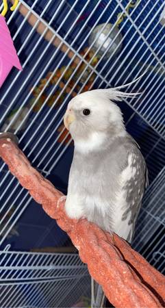 Two cockatiels