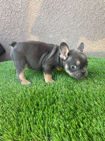 rehoming adorable french bulldogs