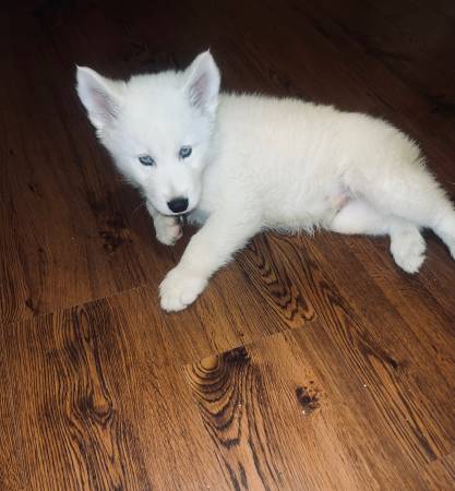 8 week old WHITE SIBERIAN HUSKY