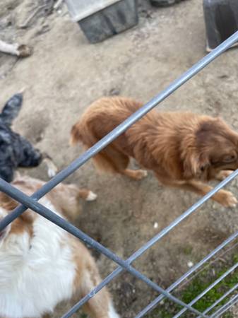 Australian Shepherds