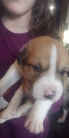 great pyrenees puppies