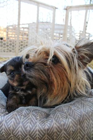 CKC registered yorkies