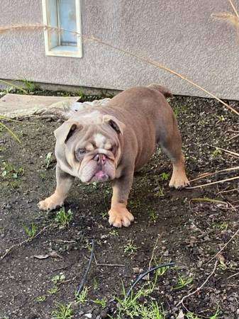 Rehoming Male English Bulldog