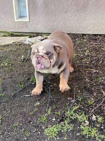 Rehoming Male English Bulldog