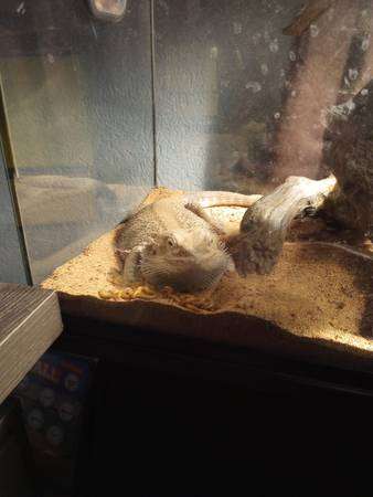 Bearded Dragon with tank and supplies