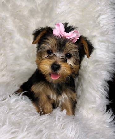 teacup yorkie puppies