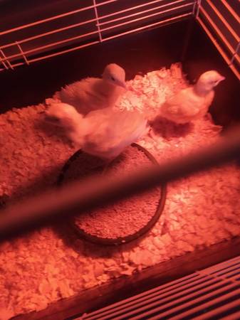 baby midget white turkeys