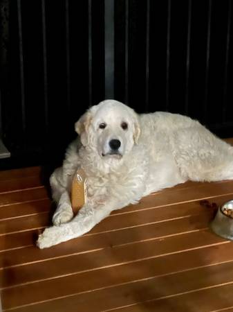 Kuvasz and Central Asian Shepherd dogs