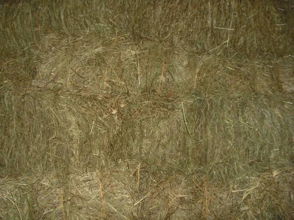 Hay for sale-Square bales