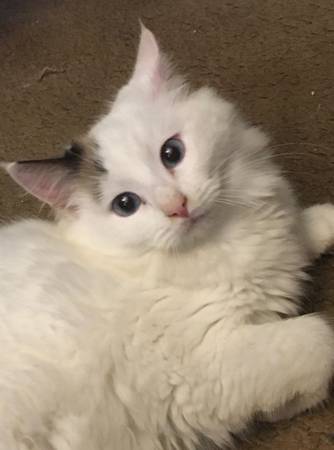 2 female Ragdoll kittens