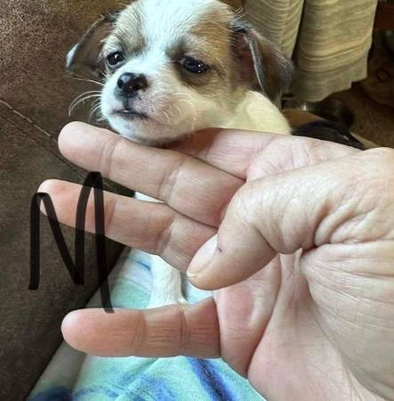 Chihuahua terrrier pups