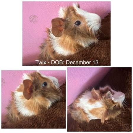 Baby guinea pigs