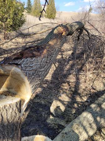 Tree and Shrub Removal