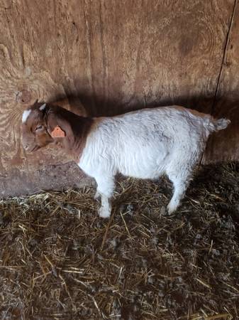 Commercial Boer Goat Doelings