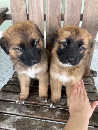 Saint Bernard/German Shepherd Puppies