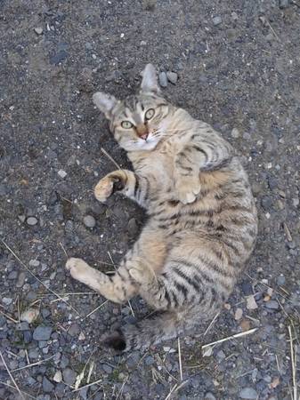 Found: Very Friendly Gray Tabby Cat